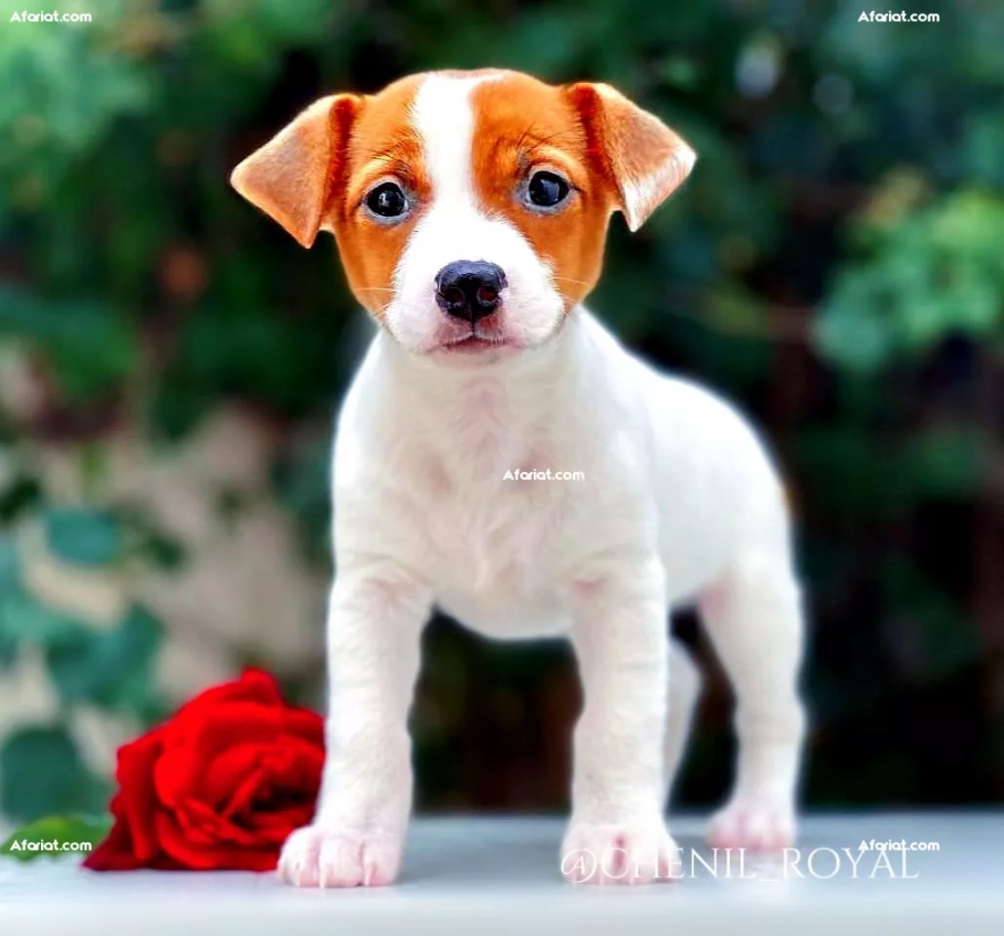 Chiot Jack Russell Afariat