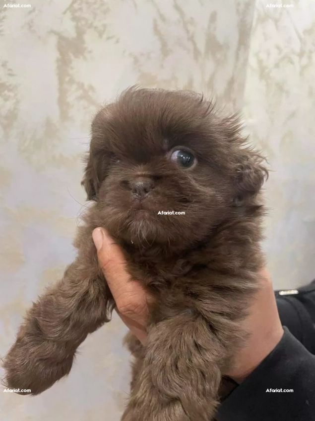 Chiots Pekinois Vendre Afariat