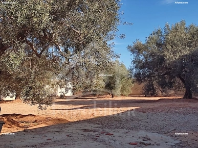 Terrain clôturé de 876 m² à Hammamet Sud à vendre 51355351