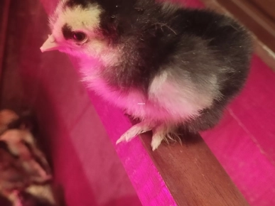 Fleless brahma Fleless brahma