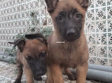 Couple malinois