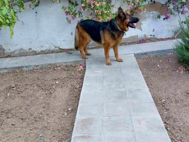 Chien Berger Allemand Pure Race