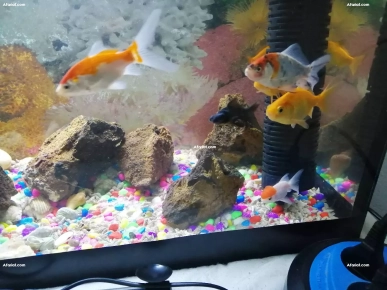 aquarium avec 7 poissons