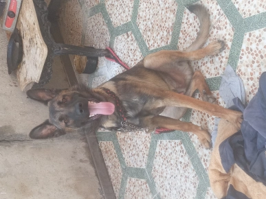 Malinois à vendre