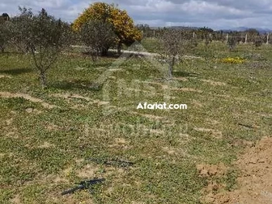 Un lot de terrain de 500 m² à vendre à 60 MD à Hammamet Sud