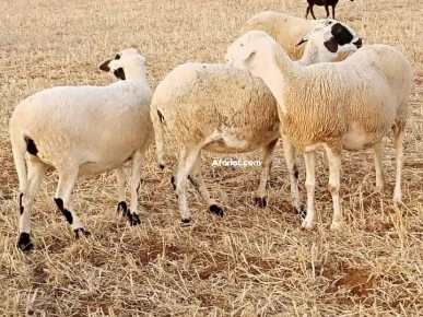 على بركة الله غنم دارة يخلق ربي فيها صردي و الغربي ولاد جلال