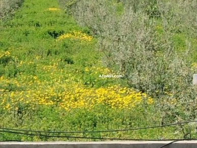 terrain agricole contenant une villa