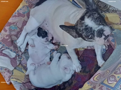 à vendre chiot bouledogue français, pur race