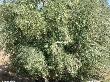 terrain contenant plusieurs arbres