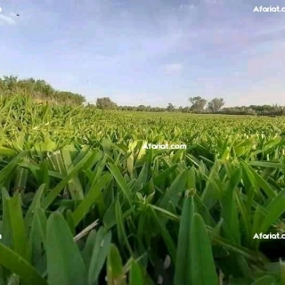 vente et pose gazon naturelle   gazo americain gazon pasayplum gazon kikouy vente et pose gazon naturelle   gazo americain gazon pasayplum gazon kikouy