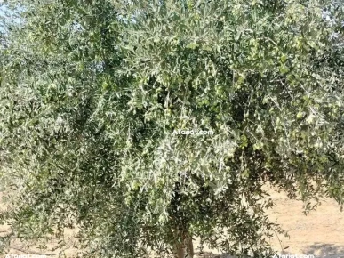 terrain contenant plusieurs arbres