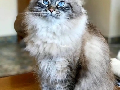 Cat Siberian