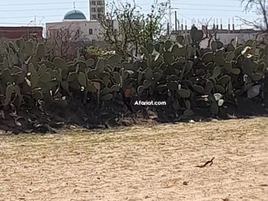 Deux Terrains à Route El-AIn KM 12 Sfax