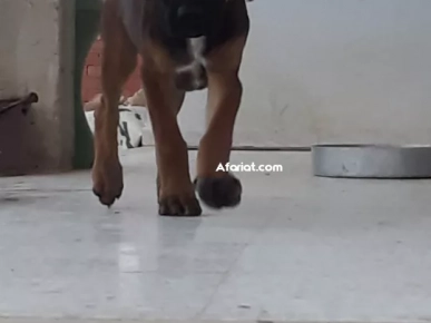 Femelle boerboel mastiff africain Femelle boerboel mastiff africain