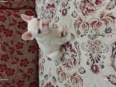 à vendre chiot bouledogue français, pur race