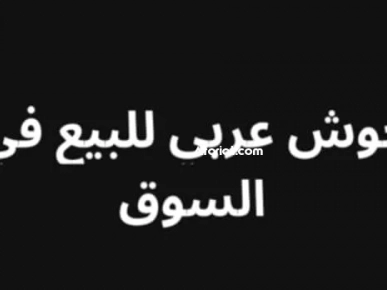 فيلا+حوش عربي فيلا+حوش عربي