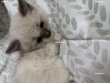 vendre deux chats