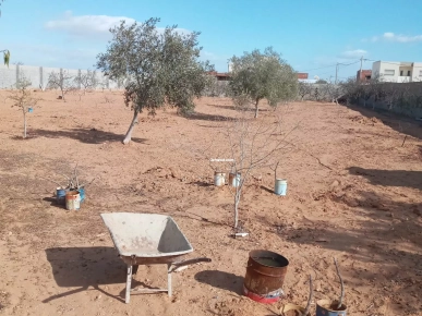 Terrain route de Teniour km9.5 municipalité Chihia 1ère position Terrain route de Teniour km9.5 municipalité Chihia 1ère position