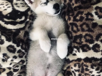 chien malamute alaska