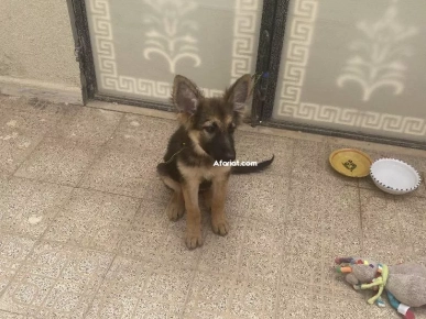 chiot berger allemand chiot berger allemand