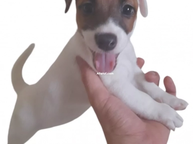 Chien Jack Russell Terrier