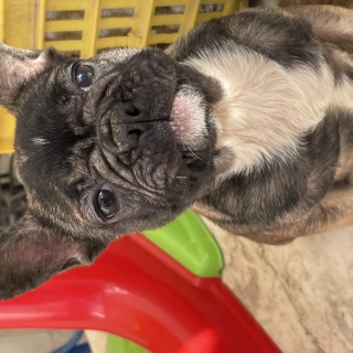 Un couple bouledogue français Un couple bouledogue français