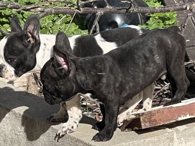 Bulldog francais Bulldog francais