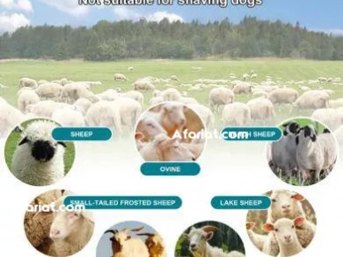 Tondeuse à moutons sans fil