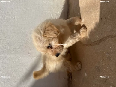 À vendre : Deux adorables femelles bichon maltais 