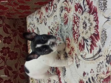 à vendre chiotte bouledogue français, pur race.