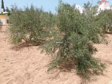 ارض بها اشجار زيتون وصالحة للبناء بقصر اولاد سعيد جرجيس الم