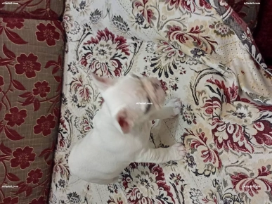 à vendre chiot bouledogue français, pur race