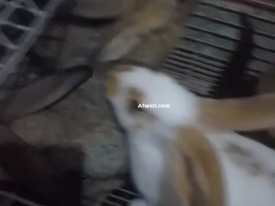 بيع أرانب و قفصات