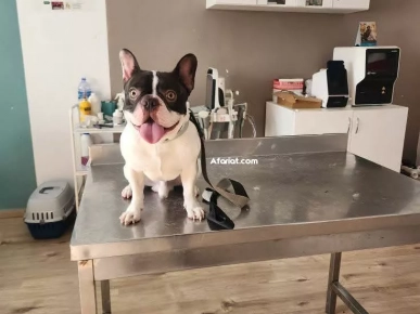 #للبيع contact WhatsApp 23 527 657 Cane in vendita Chien à vendre