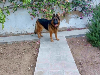 Chien Berger Allemand Pure Race