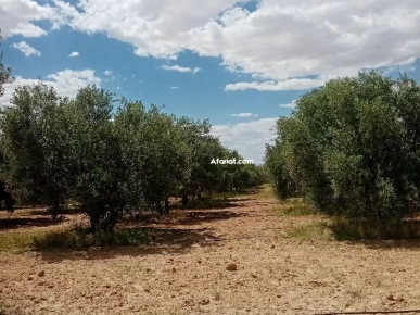 سانيه زيتون 8 هكتارات في بوزڨام سانيه زيتون 8 هكتارات في بوزڨام