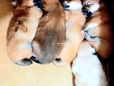 Spitz Allemand Moyen de Race Spitz Allemand Moyen de Race