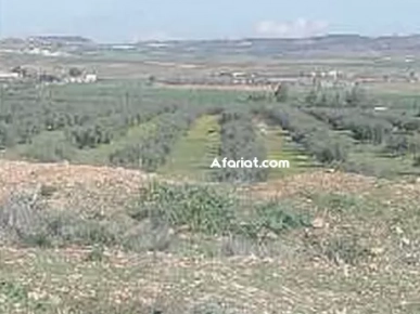 ferme el Fahss 12 hectares