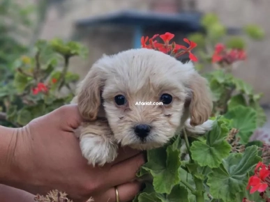 Caniche Bichon Havanis