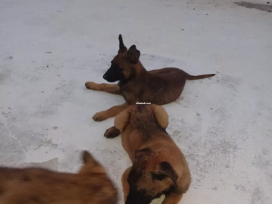 à vendre chien malinois