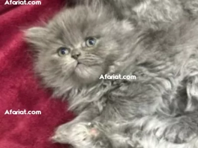 Chaton à vendre