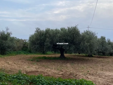 Terrain de 6000m² à Vendre – Takelsa Rtiba