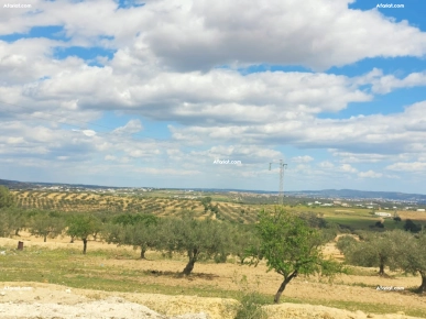 Terrain agricole à vendre à Hammamet