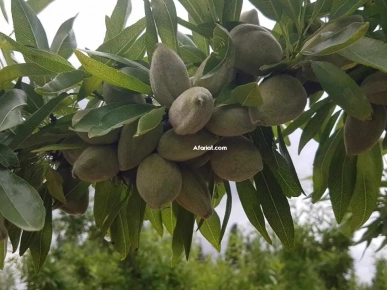 تخضيرة صابة لوز مازطو