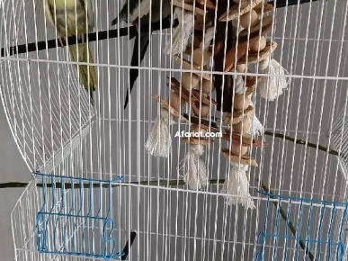 cages + couples
