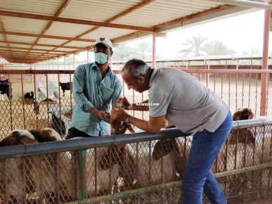 قطاع الفلاحة و تربية الماشية