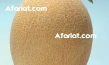 lelbi3 batti5 en gros naw3 lafamia senia fi bo3rada seliana lelbi3 batti5 en gros naw3 lafamia senia fi bo3rada seliana