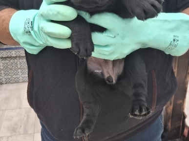 Adorables chiots Labrador