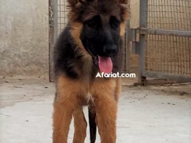 vente des chiots berger allemand vente des chiots berger allemand