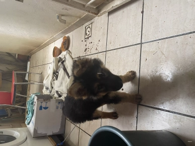 Chiot berger allemand de race pure Chiot berger allemand de race pure